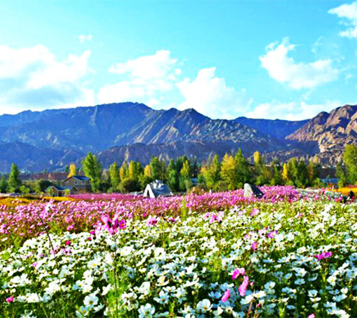 西部地区某湿地种植波斯菊现场