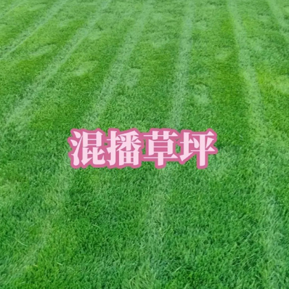 成品草坪混播效果